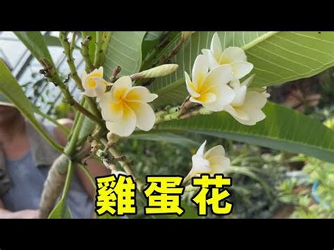 門口種雞蛋花風水|雞蛋花風水：如何招財進寶？